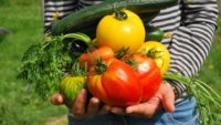 Le mildiou, comment éviter cette maladie au potager ?