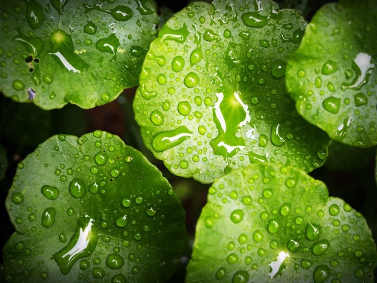 L'eau de pluie pour les chasses d'eau