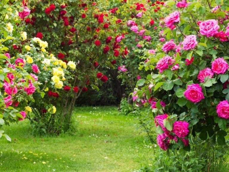 eau de pluie jardin roses